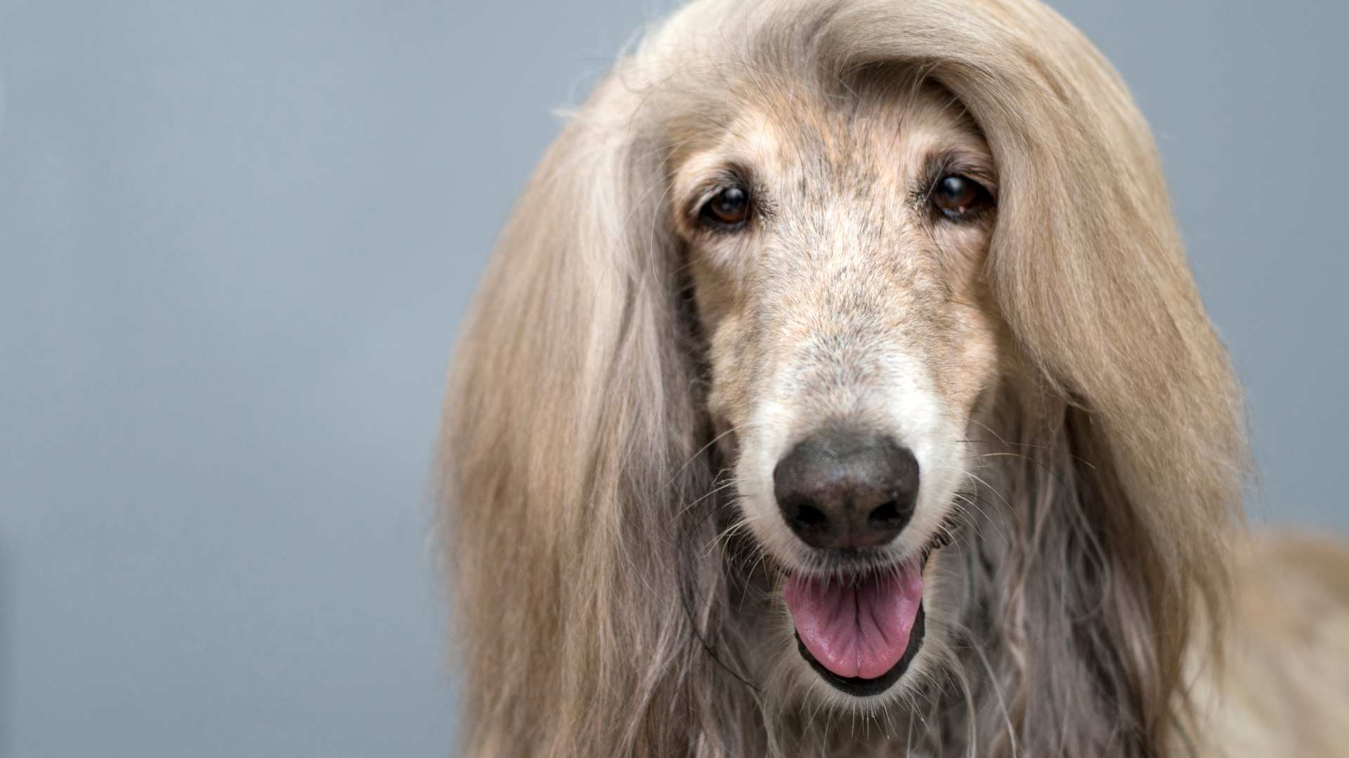 ¿Los Perros Pueden Comer Durazno? Cacttus ¿Los Perros Pueden Comer Durazno? Cacttus